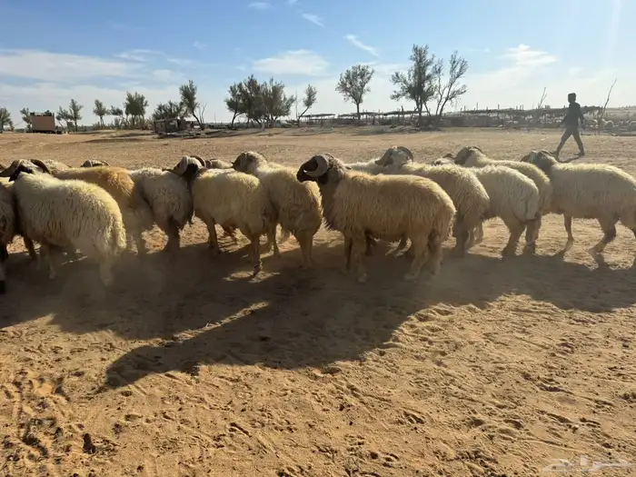 معزاء و حريات 8