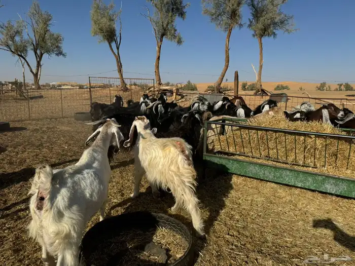 معزاء و حريات 16