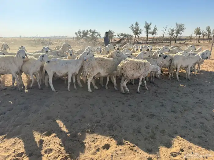 معزاء و حريات 1