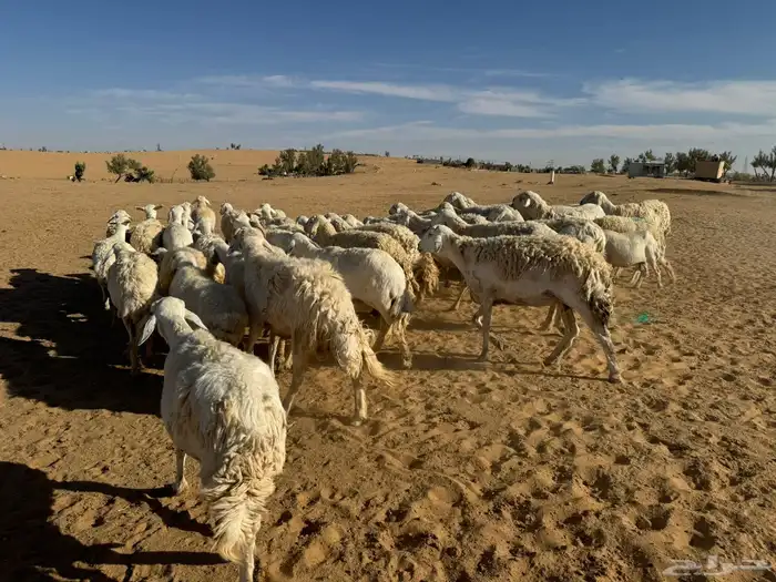 معزاء و حريات 4