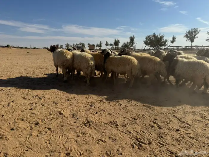 معزاء و حريات 9