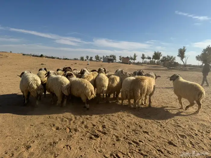 معزاء و حريات 11