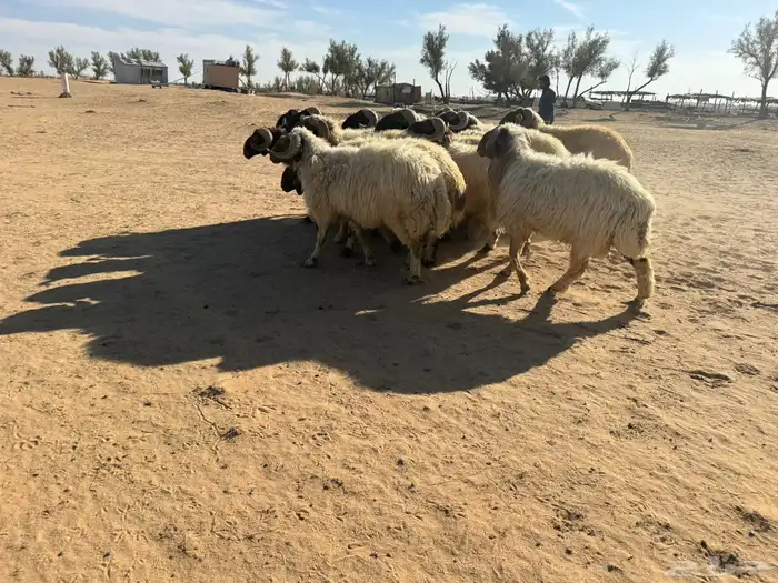 معزاء و حريات 5