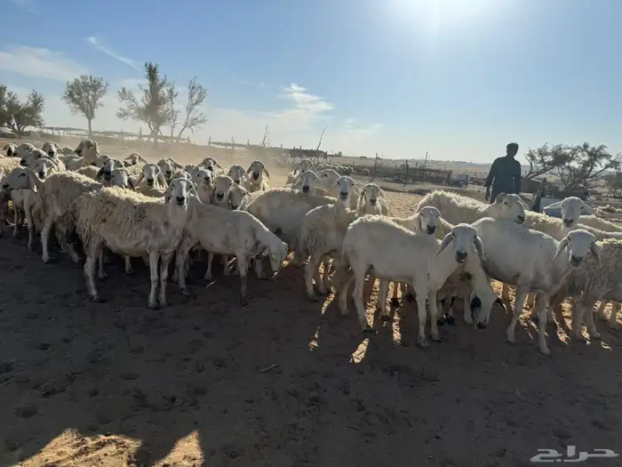 معزاء و حريات 3