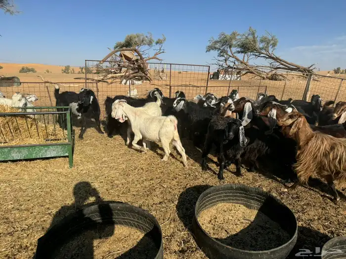 معزاء و حريات 14