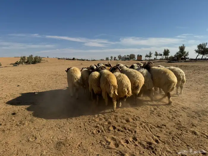 معزاء و حريات 10