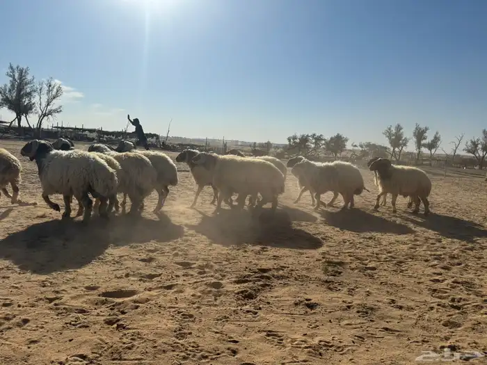 معزاء و حريات 6