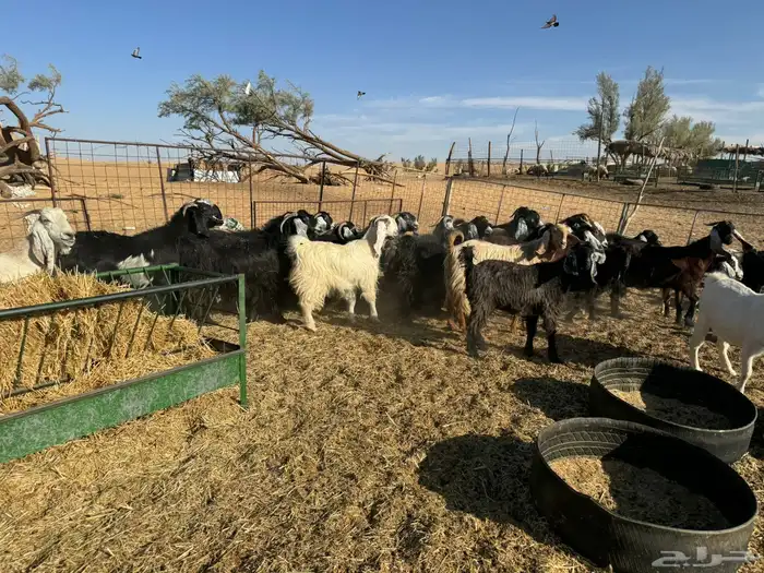 معزاء و حريات 13