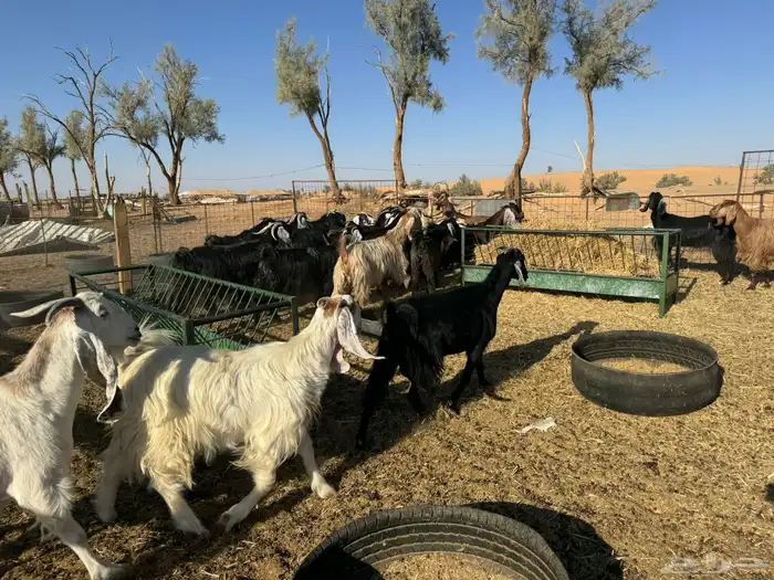 معزاء و حريات 12