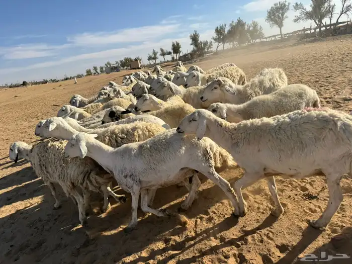 معزاء و حريات 2