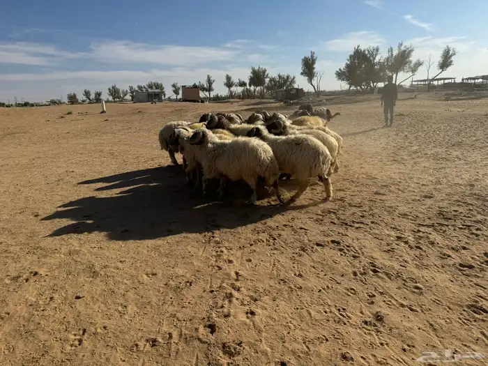 معزاء و حريات 7