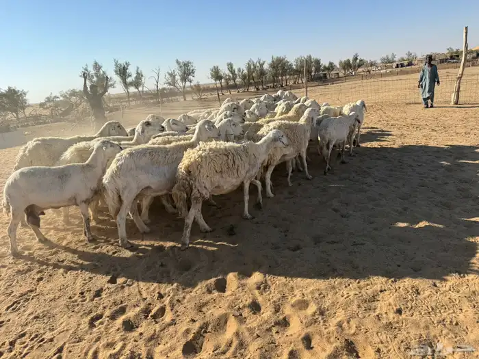 معزاء و حريات 0