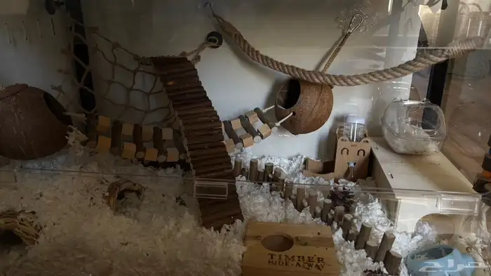 سناجب قزمة 1