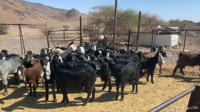 اجفار عوارض صنف 6