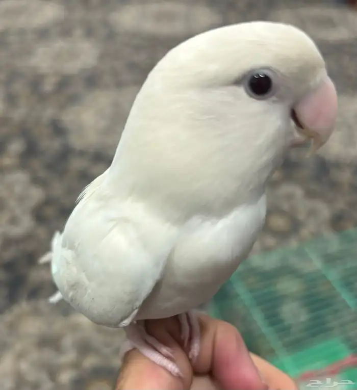 روز البينو اليف ( تم البيع ) 2