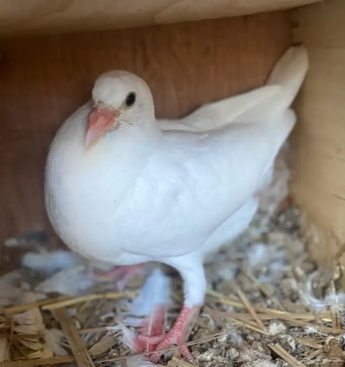 فروخ حمام فرنسي (تم البيع) 1