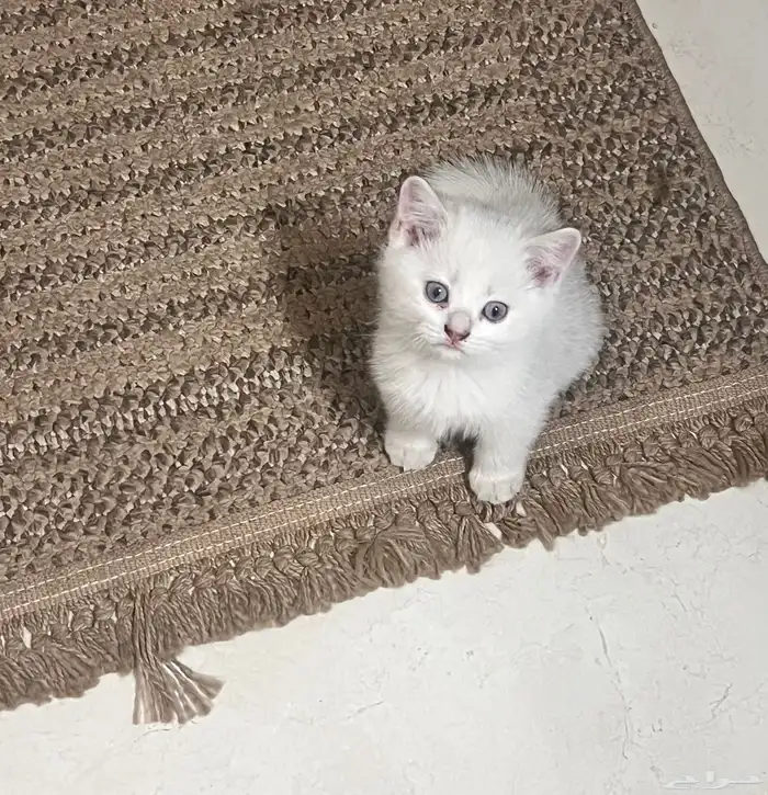 كتن سكوتش بيور ستريت 7