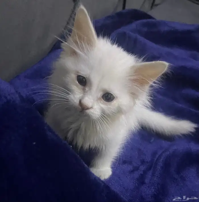 قط ابيض صغري 0