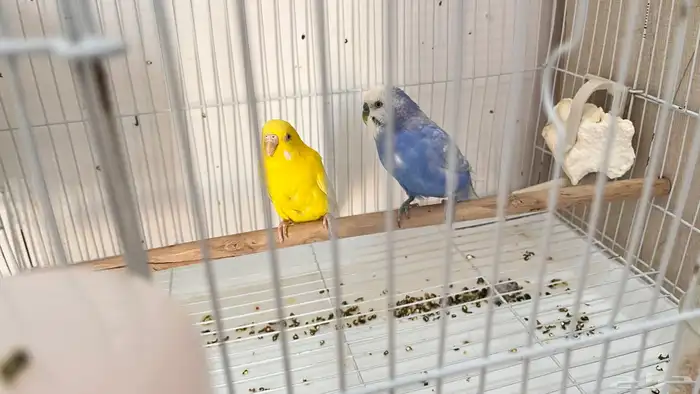 اجواز بادجي منتجه 1