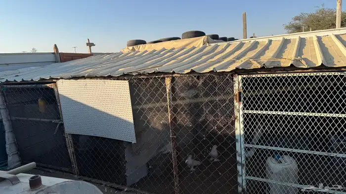 يوجد خمسه شبوك تصلح للغنم والطيور الحمام والزينه 12