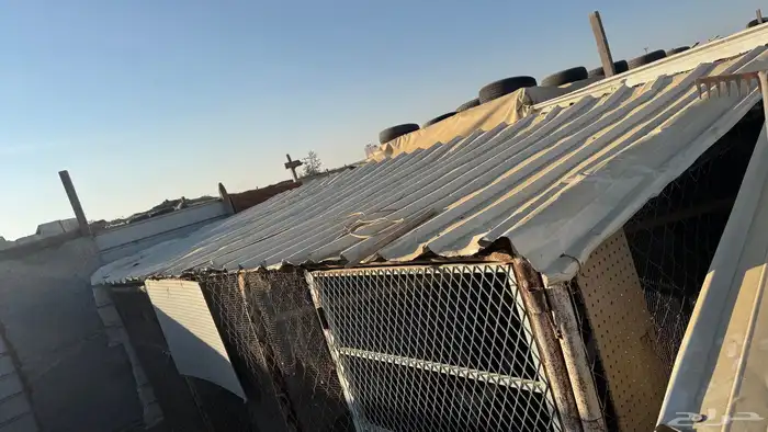 يوجد خمسه شبوك تصلح للغنم والطيور الحمام والزينه 11