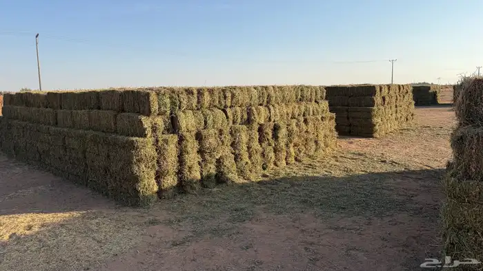 برسيم صافي للبيع 2