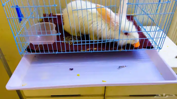 ارنب للبيع مع قفص 65 2