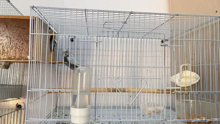 اجواز بادجي منتجه 9