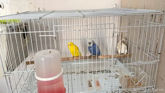 اجواز بادجي منتجه 0