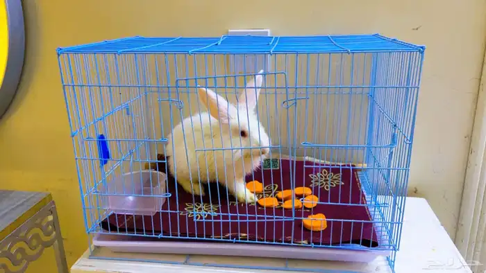 ارنب للبيع مع قفص 65 0