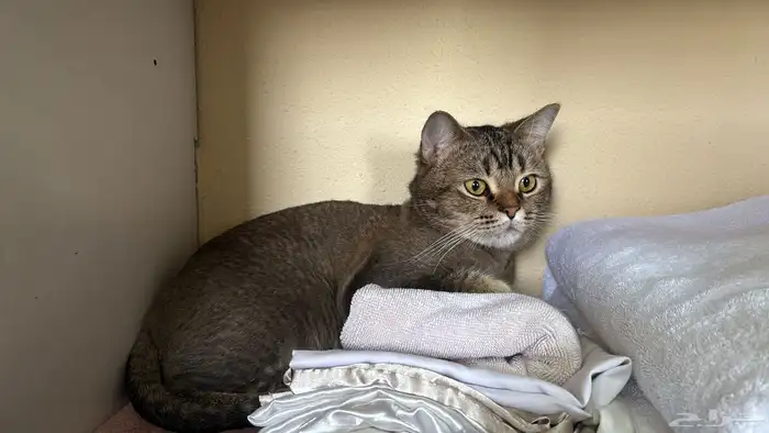 قط سكوتش ذكر مهجن بنغال معقم عمره سنه و نصف للبيع( بيع ) 1