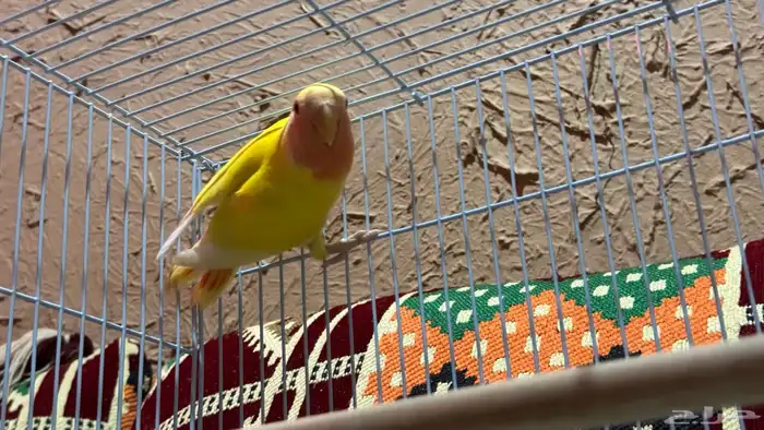 ببغاء روز انتاج عندي للبيع 0