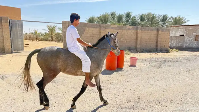 حصان شعبي للبيع 2