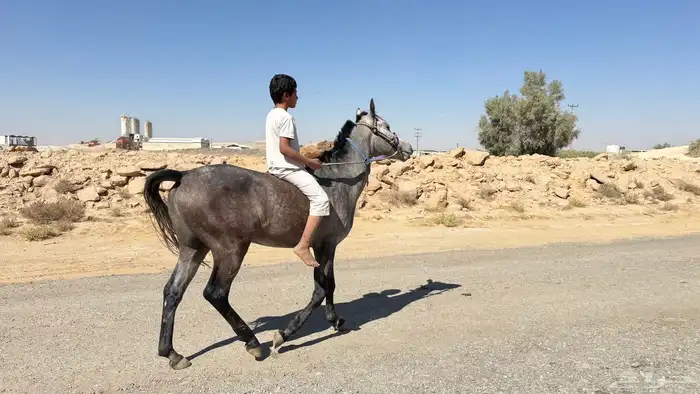 حصان شعبي للبيع 3