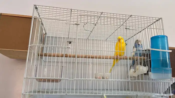 اجواز بادجي منتجه 4