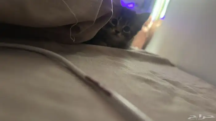 قط شيرازي شهرين 1