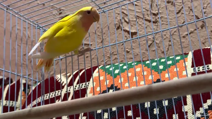 ببغاء روز انتاج عندي للبيع 1