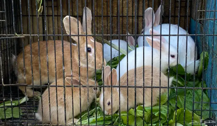 أرانب للبيع 1