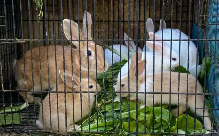 أرانب للبيع 2