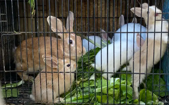 أرانب للبيع 3