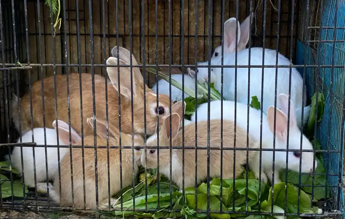 أرانب للبيع 0