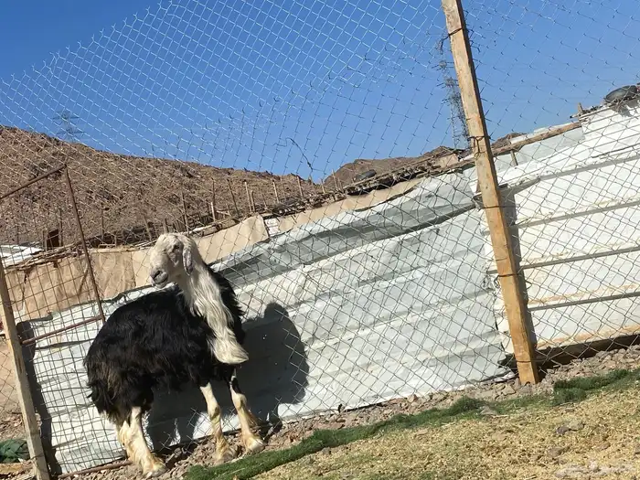 طلي نجدي صنف الصنف مشروط يقشع على الشرط 17