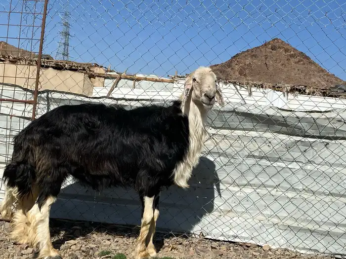 طلي نجدي صنف الصنف مشروط يقشع على الشرط 13