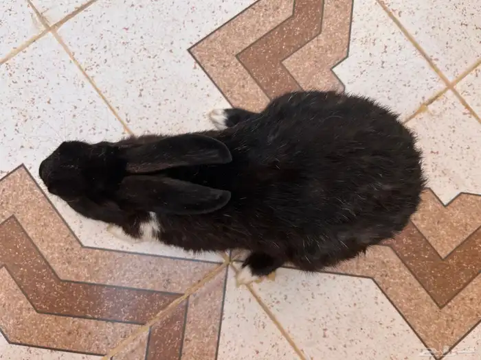 ارنب بلديه 1