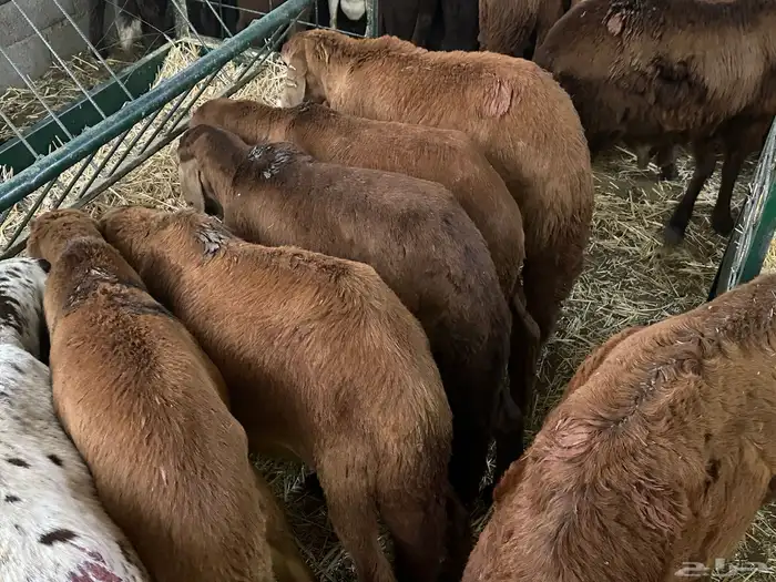 سواكن مرابي حمري 6