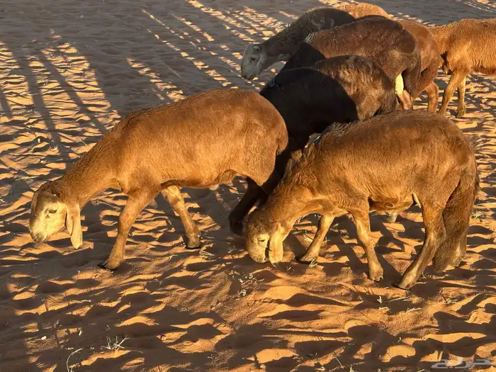 سواكن مرابي حمري 14