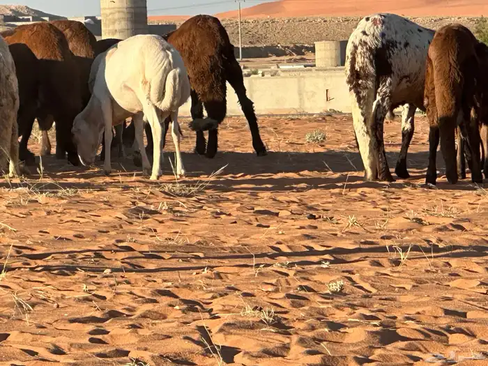 سواكن مرابي حمري 16