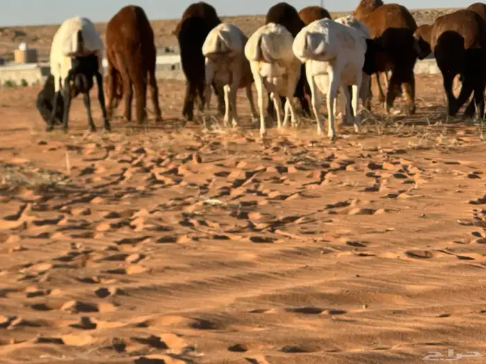 سواكن تنصفط للقناي العدد 30 55