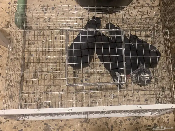 مصيدة حمام 0