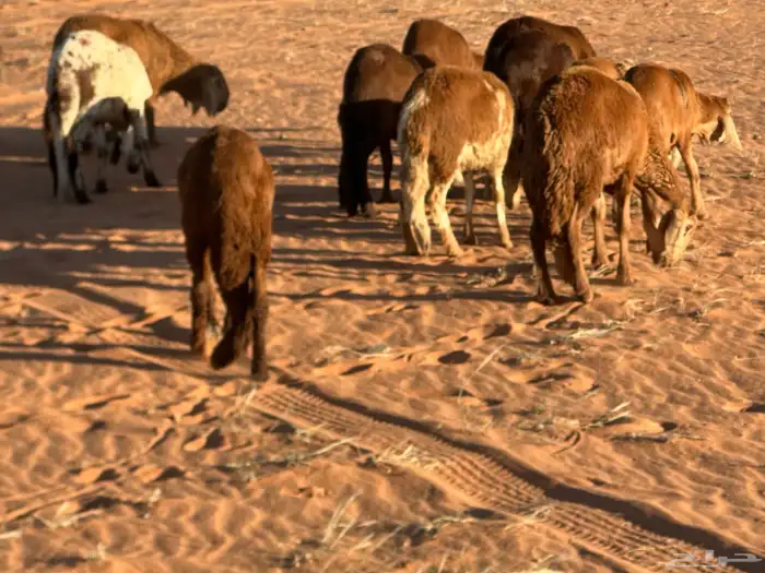 سواكن تنصفط للقناي العدد 30 80